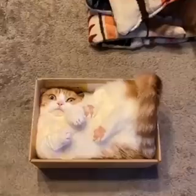 箱入り猫の画像