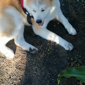 暑さでギリギリかな❓歩くのも、食べるのも大変。フードはあっさり系に切り替えてなんとかなりの画像