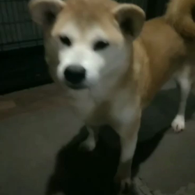 【おやつ】わんズの重要事項【ある？】の画像