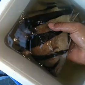 来日予定！の画像