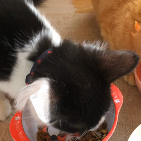 もーちゃん無事退院☺️の画像