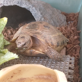 冬眠明けの画像