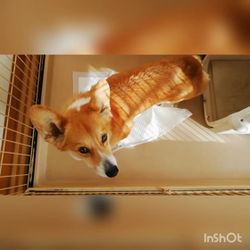 おトイレ事情。の画像