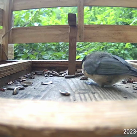 すぎぴたんの事件簿シーズン3　295話（いたずらっ子、子ヤマガラ）の画像