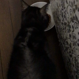 ダディくんの近況の画像