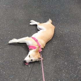 ミニチュア・ハスキーの画像