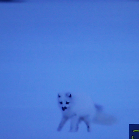 可愛すぎ！北極キツネ！の画像