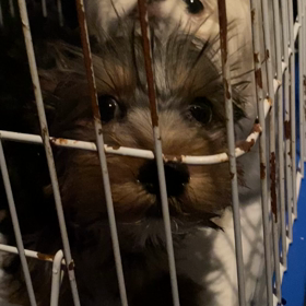 動物病院への画像