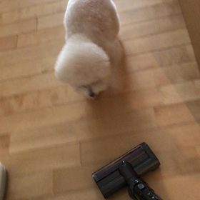 ダイソン対らむね｡ﾟ(ﾟ´ω`ﾟ)ﾟ｡の画像