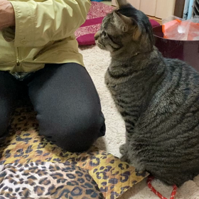 もうすぐスーパー猫の日も終わるので動画をの画像