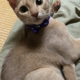 ゴロゴロ♡メルくんの画像