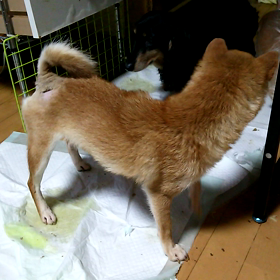 姫ちゃん日記③の画像