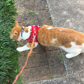 ハーネスを着けたミーちゃん！の画像