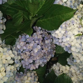 6/17の紫陽花の画像