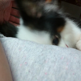 ひらりちゃん まったりの画像