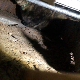 12月　　埼玉県　　捜索二日目にて無事に保護の画像