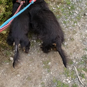 お散歩いろいろの画像