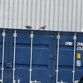 エンジェルフライトが泣けるの画像