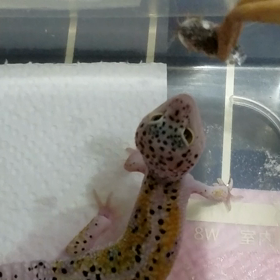 お食事タイムの画像