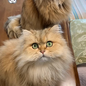 嬉しい贈り物☆にゃん動画の画像