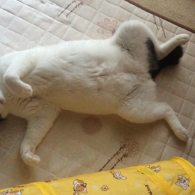 しっぽふりふりの画像