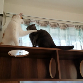 がんばれルイスの画像