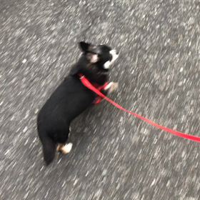 里親募集中　チワワ幸太君の可愛いお散歩♫の画像