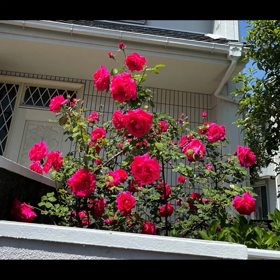 春のお庭の画像