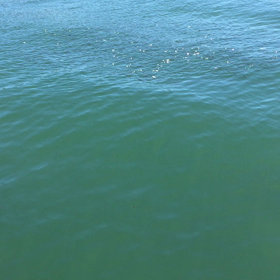 七ヶ浜 魚沸く！？の画像