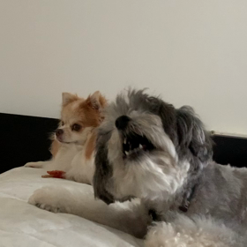 ハジメテのオヤツの画像