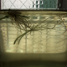 続々と生まれていますの画像