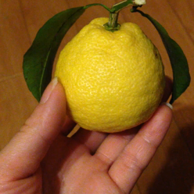 這是什麼？の画像