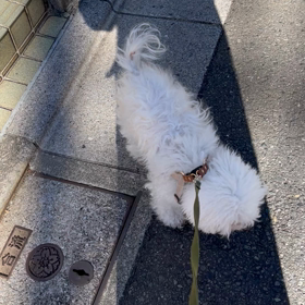 どいつもこいつもの画像