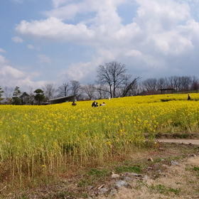 菜の花✨の画像