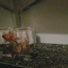 水槽の中での画像