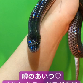 新入荷 サンビームスネーク 大量入荷の画像