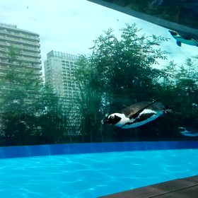 都会のペンギンは空飛ぶ夢をみるのか？～夏のあらまし最終章の画像