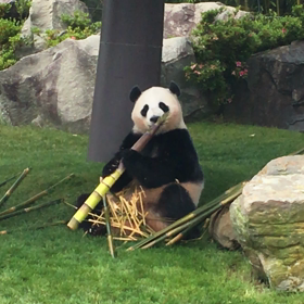 3年ぶりの白浜④パンダラブの画像