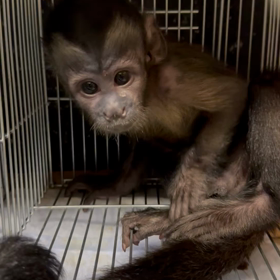 フサオマキザル　男の子の画像