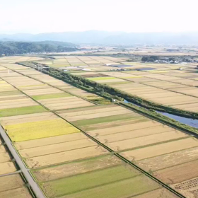 ９割方収穫終了の画像