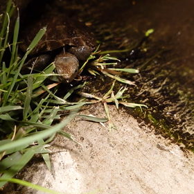 子亀誕生の画像