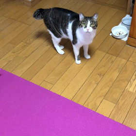 母の入院している病院の看護師さんと電話で…デールちゃんの返事動画の画像