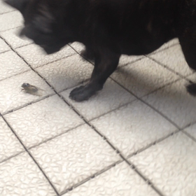 朝から珍客現れ興奮する愛犬のうぐの画像