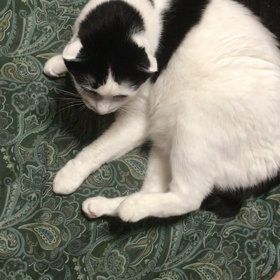 ワイルドだぜぃの画像