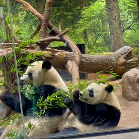 双子ちゃんの画像