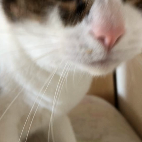 期待出来るかなぁ？ジム活。朝からダブル失敗…デール毛繕い動画。の画像