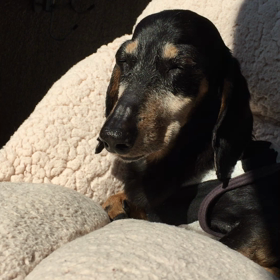 ウトウト〜の画像