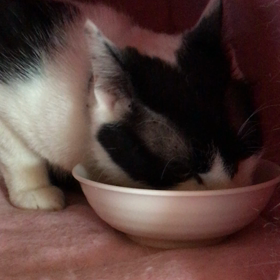 蘭丸くんも緊張がほぐれの画像