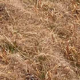 朝の散歩の画像