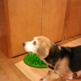 年越し蕎麦の画像